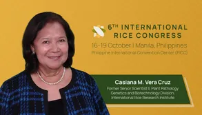 World's leading experts converge to build a bacterial blight-resistant future at the 7th International Conference on Bacterial Blight World's leading experts converge to build a bacterial blight-resistant future at the 7th International Conference on Bacterial Blight