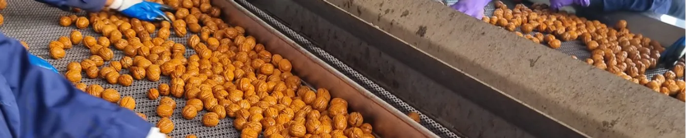 New from KMZ Industries: Drying Complex for Industrial Walnut Processing New from KMZ Industries: Drying Complex for Industrial Walnut Processing