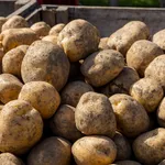 Lösungen für den Kartoffelanbau