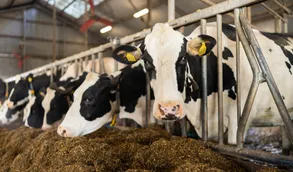 Improve milk fat production to its full potential Improve milk fat production to its full potential