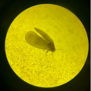 Laser-based pest control with LichtFalle
