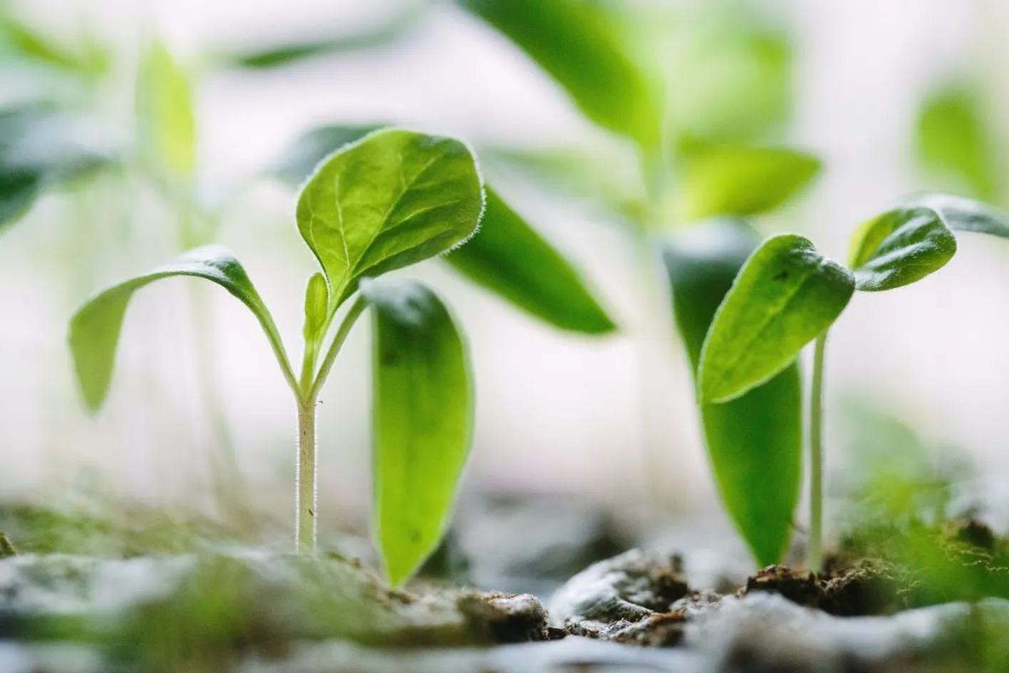 green seedlings growing
