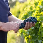 Harvest 2024