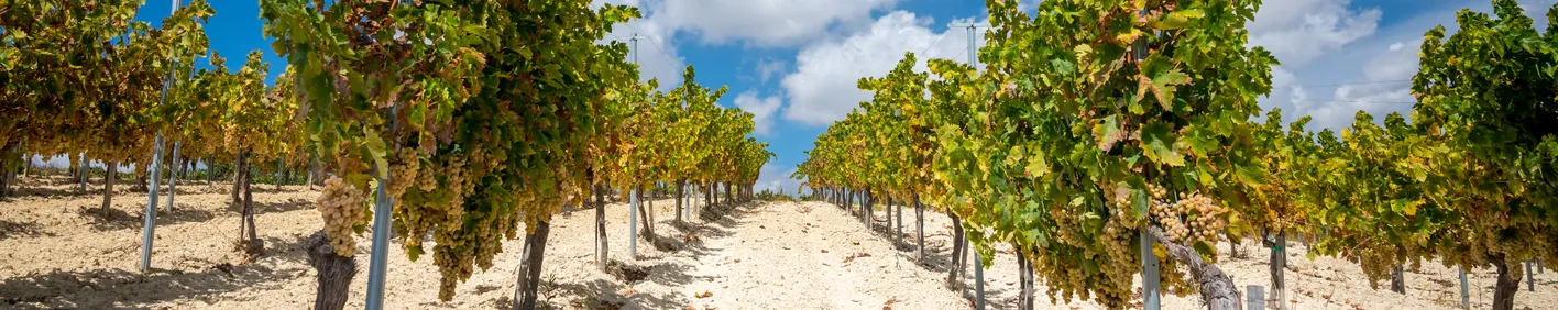 Chypre fait ses débuts au salon WINE PARIS 2026 Chypre fait ses débuts au salon WINE PARIS 2026
