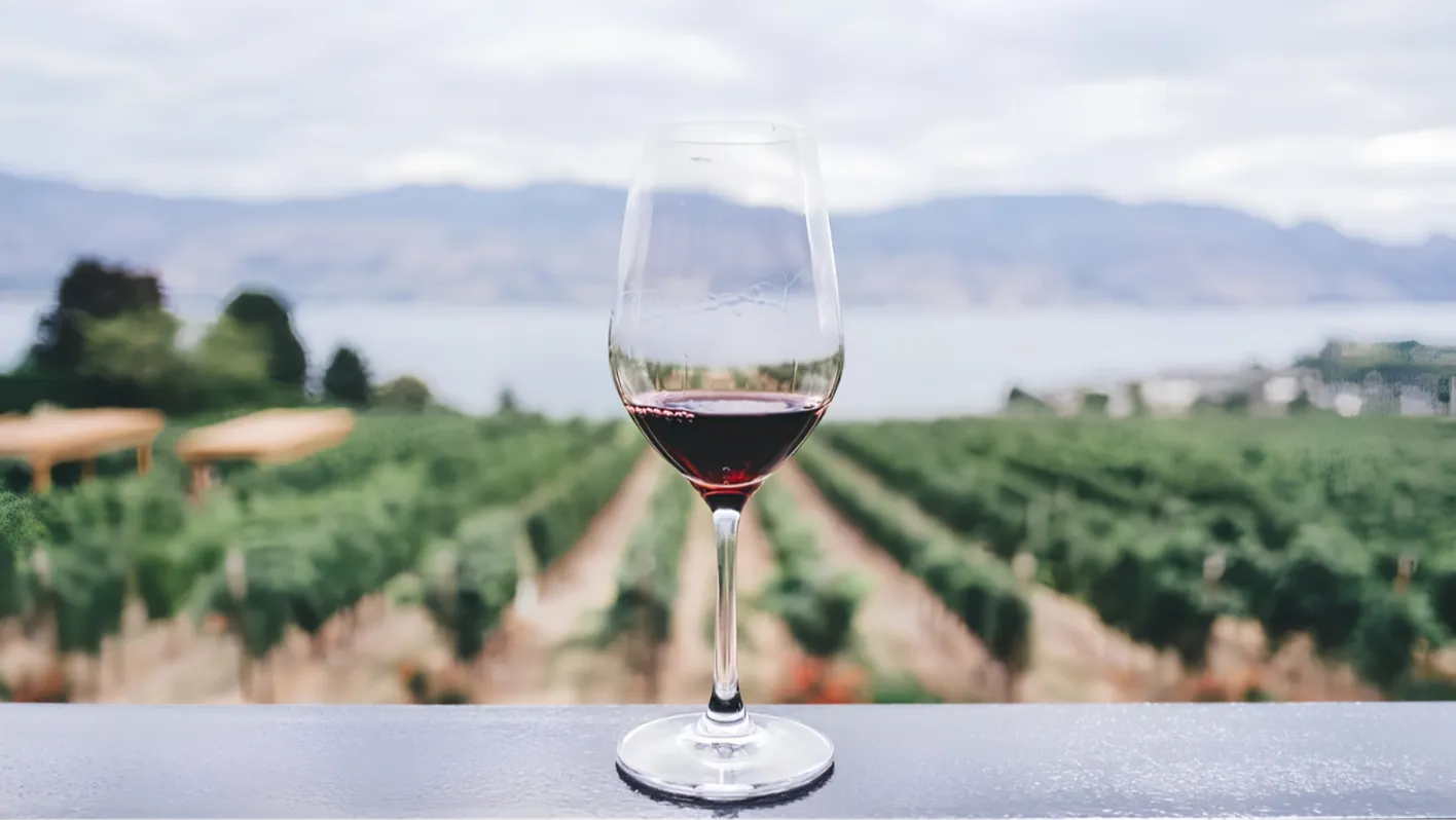 Glass of wine in front of vinyards