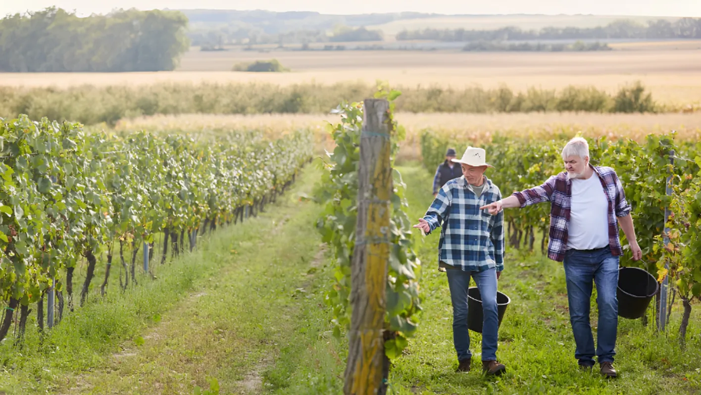 wine producers walking in vinyards 