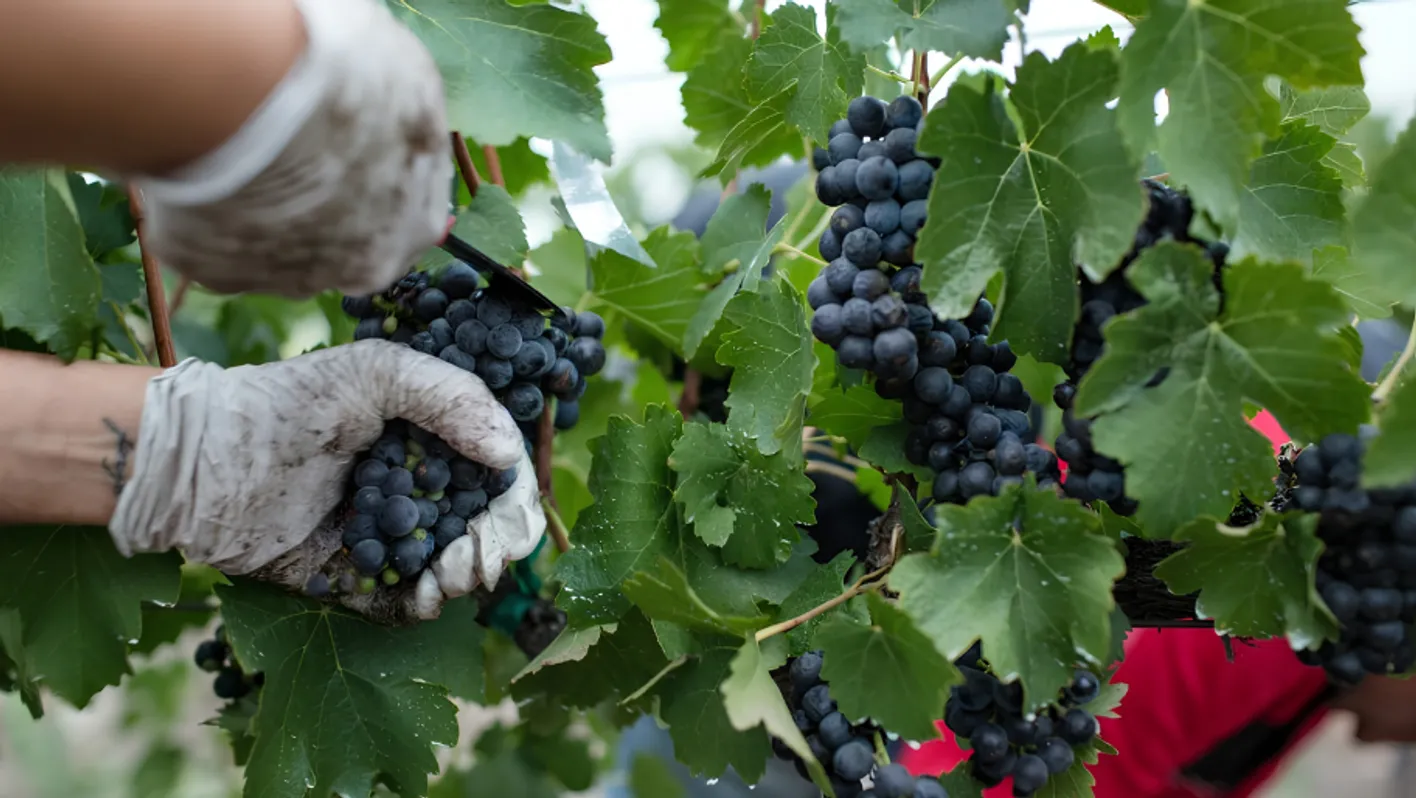 zoom on hands cutting and harvesting grapes for making wine