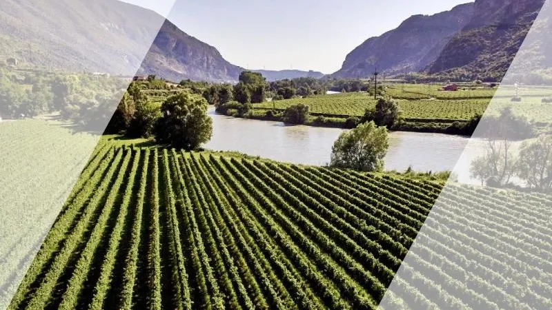 A Journey into the Great Italian White Wine, Pinot Grigio delle Venezie