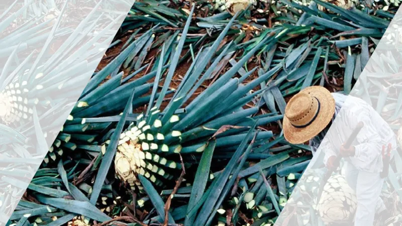 Understanding Agave Spirits / 走進龍舌蘭酒系列