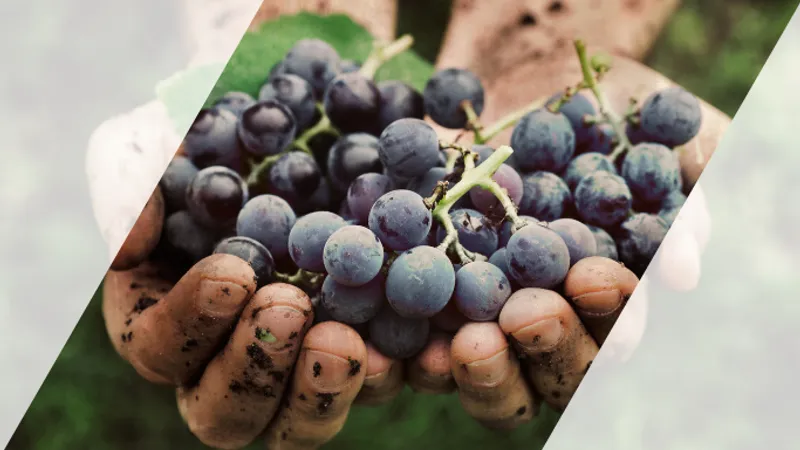Unveiling the Uniqueness of Argentine Malbec